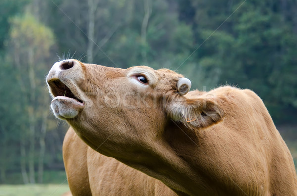 the cow moos Stock photo © njaj