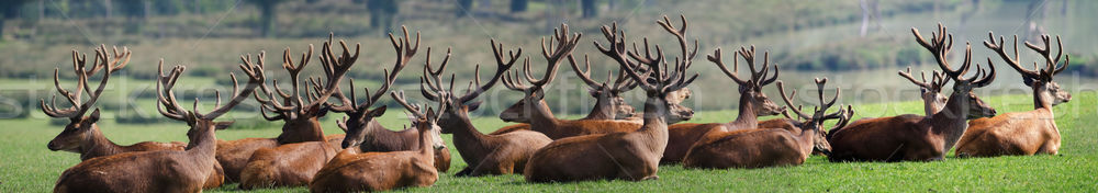 the herd of deer Stock photo © njaj