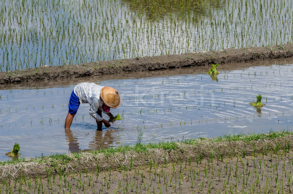 Pirinç alanları bali alan yeşil çiftlik Stok fotoğraf © njaj