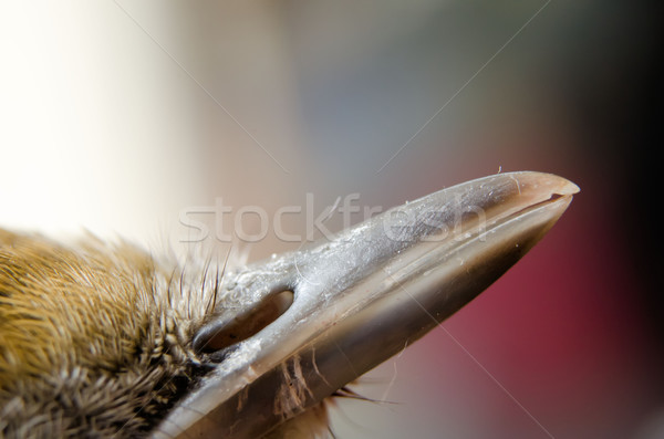 Vogel Schnabel Vögel Tier schönen natürlichen Stock foto © njaj
