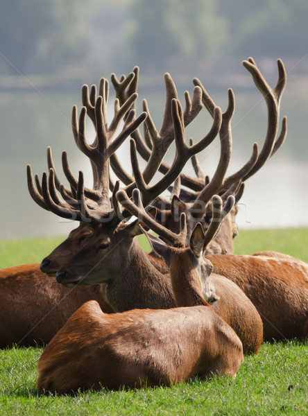 Stock foto: Herde · Hirsch · Wald · Park · Tier · männlich