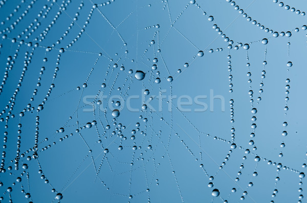 Teia da aranha textura projeto teia azul aranha Foto stock © njaj