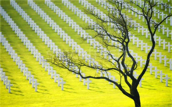 Albero morto militari cimitero morti bianco horror Foto d'archivio © njaj