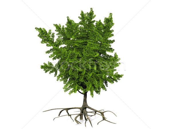 ginkgo  biloba on a white background Stock photo © njaj