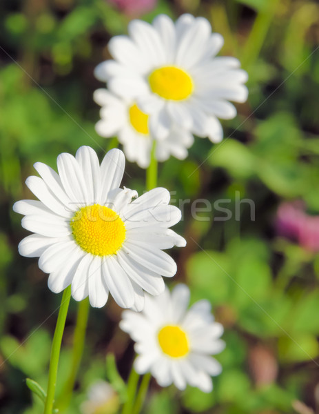 the daisy in the meadow Stock photo © njaj
