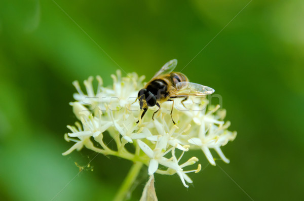 Néctar flor planta volar animales Foto stock © njaj