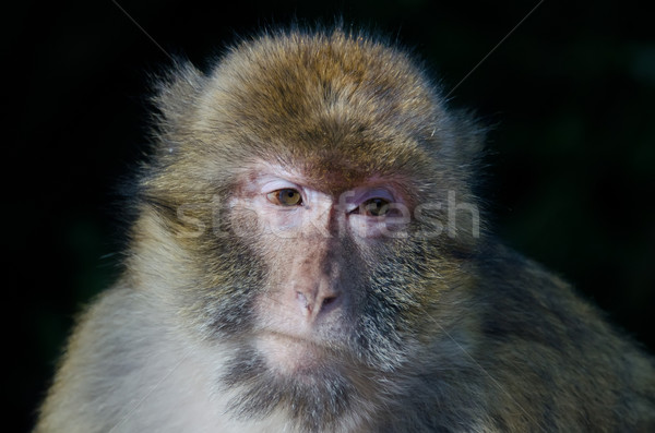 Barbary macaques Stock photo © njaj