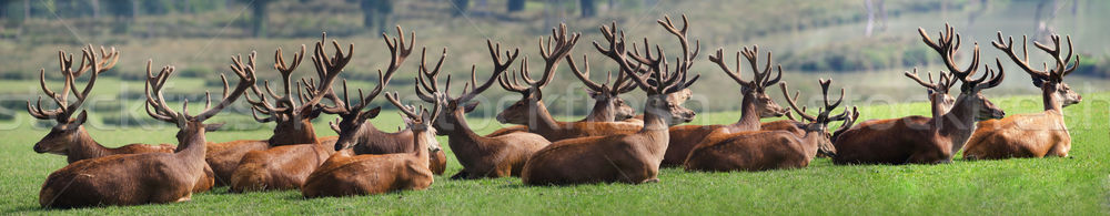 Kudde herten bos dier mannelijke bont Stockfoto © njaj