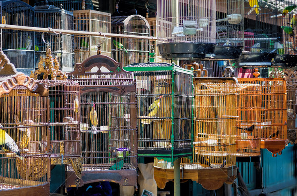 Yogyakarta Bird Market Stock photo © njaj
