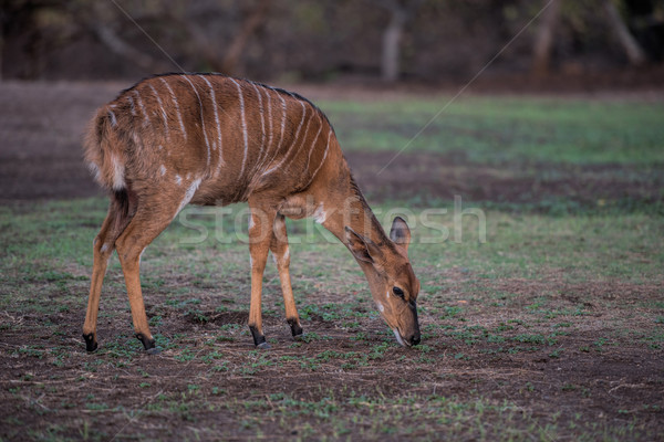 アフリカ 自然 動物 サファリ 南アフリカ ストックフォト © njaj
