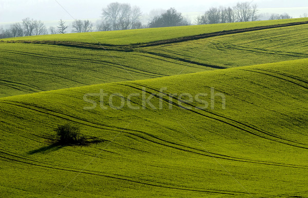 the green fields Stock photo © njaj