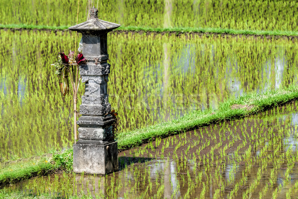 Riz champs bali domaine vert ferme [[stock_photo]] © njaj