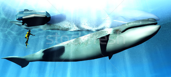 鯨魚 潛水員 水 魚 藍色 鯊魚 商業照片 © njaj