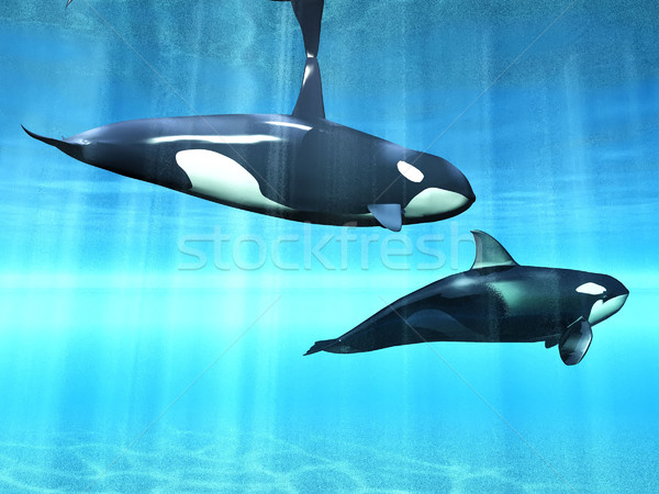 Moordenaar water zee Blauw zwarte dier Stockfoto © njaj