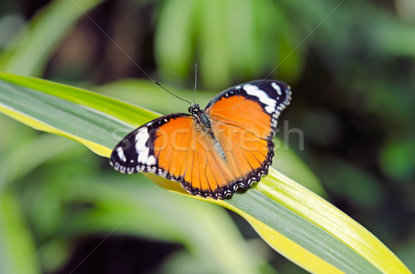 the butterfly  Stock photo © njaj