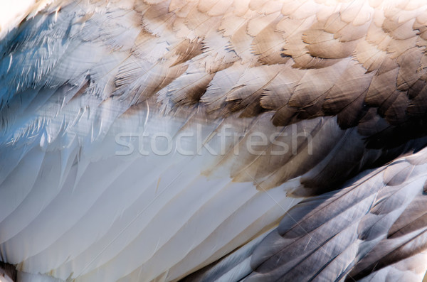 the feathers of a swan Stock photo © njaj