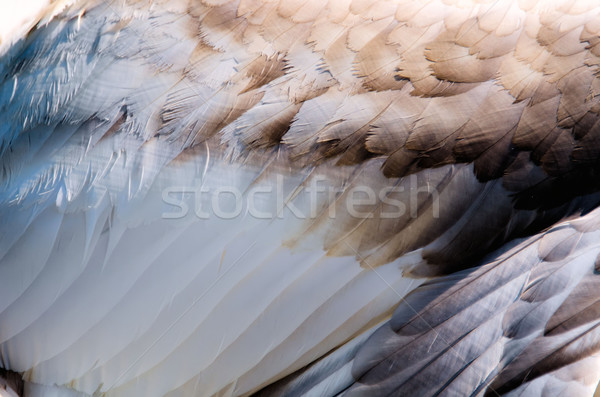 Stock foto: Schwan · Vogel · Feder · Schwimmen · weiß