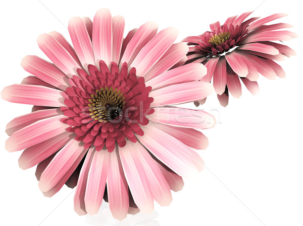 Photo stock: Rose · blanche · fleur · nature · beauté · Daisy
