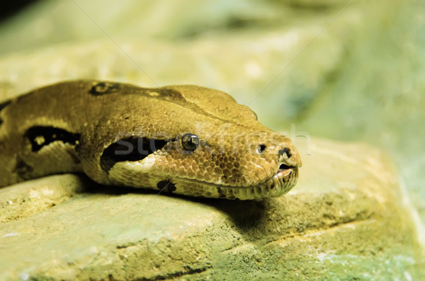 Pitón naturaleza diseno animales serpiente cabeza Foto stock © njaj