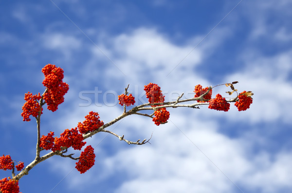 the rowan Stock photo © njaj