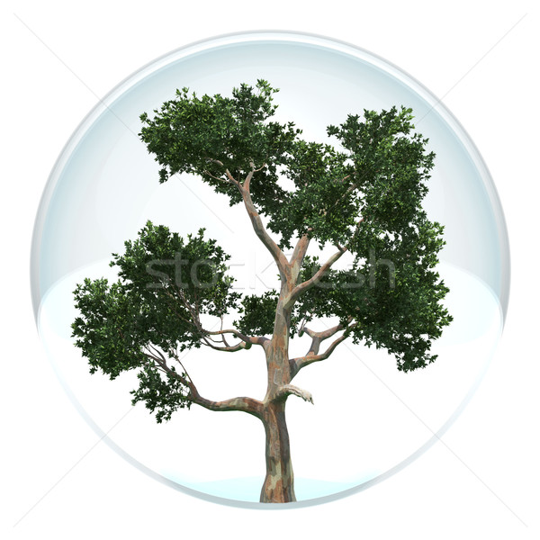 tree in a bubble Stock photo © njaj