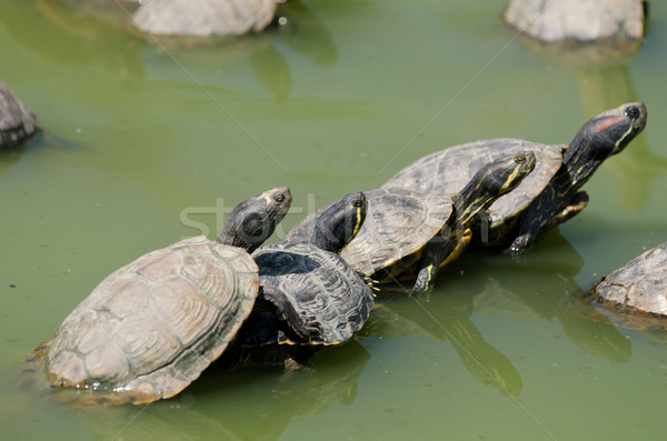 Florida turtles Stock photo © njaj