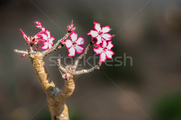 Stockfoto: Bloei · boom · natuur · tuin · bomen · plant