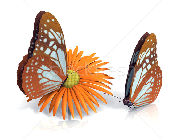 the butterfly Stock photo © njaj
