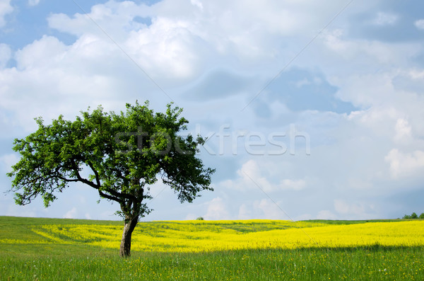 Viol champs arbres fleur fleurs printemps Photo stock © njaj