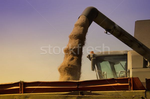 the loading of wheat grain Stock photo © njaj