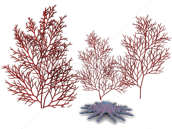 red coral and starfish Stock photo © njaj