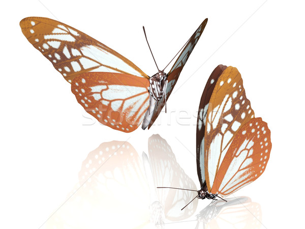 Schmetterling schönen Flügel Natur Schönheit Sommer Stock foto © njaj