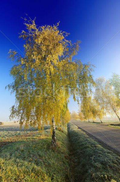 Stock photo: the road and autumn birch