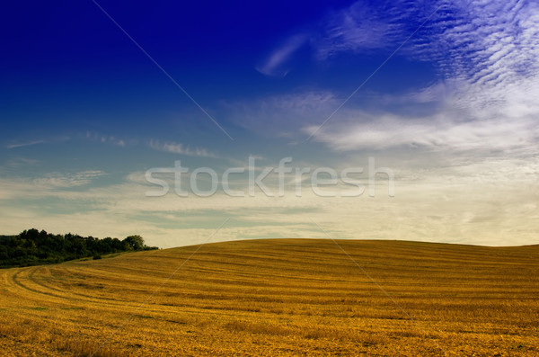the fields after the harvest Stock photo © njaj