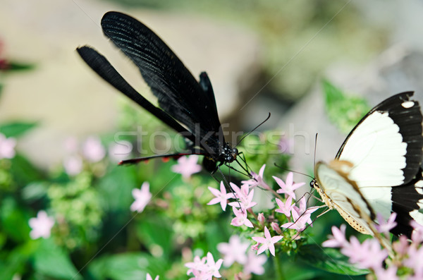 the butterfly  Stock photo © njaj