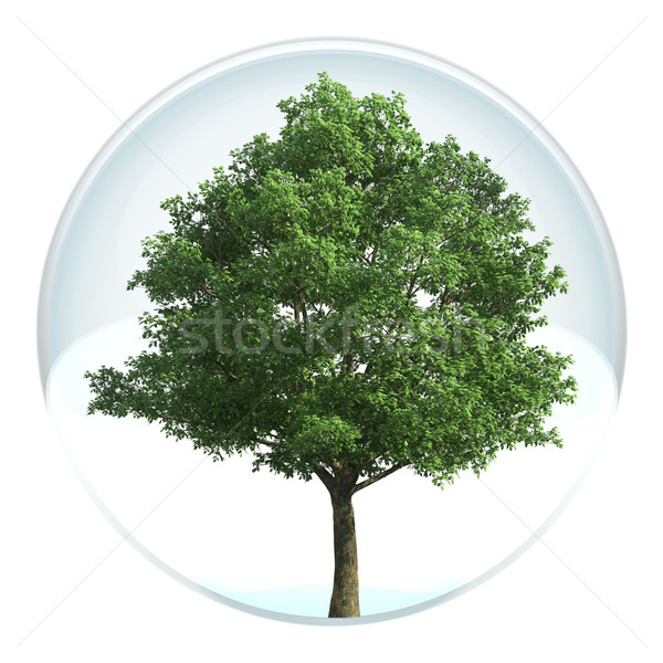 Foto stock: árvore · bolha · natureza · planta · segurança · perigo