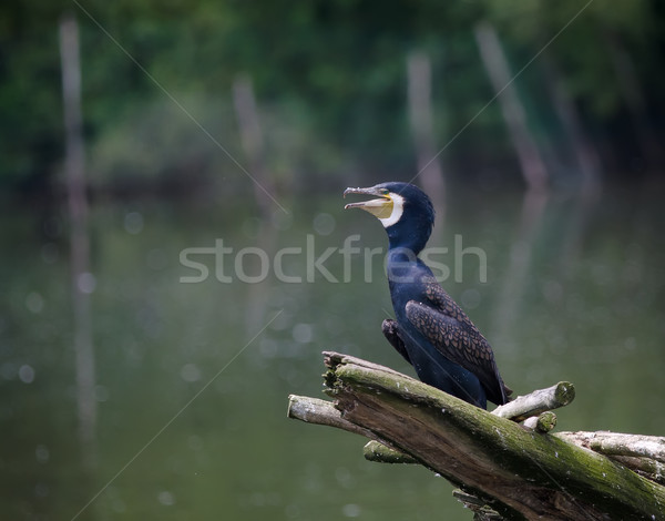 the cormorant Stock photo © njaj