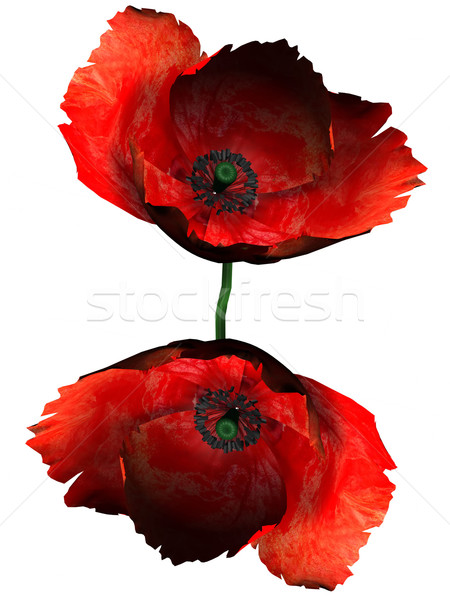 Mohn weiß Blumen Natur Schönheit Sommer Stock foto © njaj