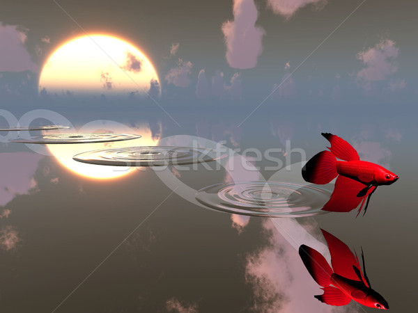 Stock photo: red fish on the water