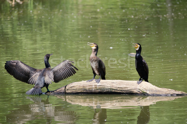 the cormorants Stock photo © njaj