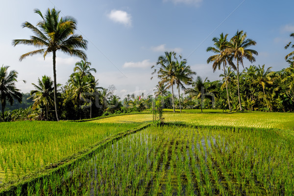 Stok fotoğraf: Pirinç · alanları · bali · alan · yeşil · çiftlik