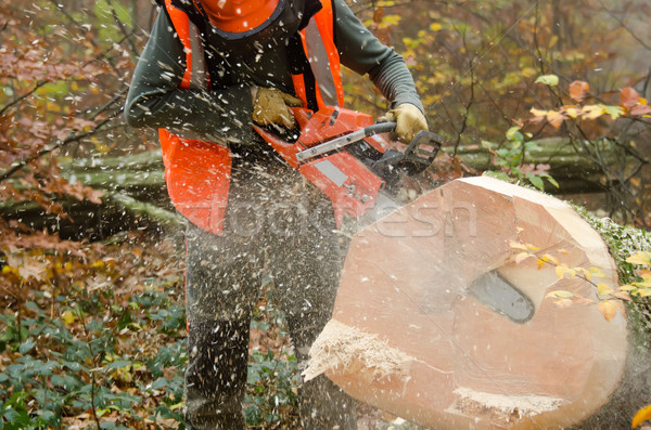 the  lumberjack and the forest Stock photo © njaj