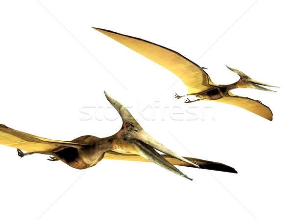 pterodactyls  on a white background Stock photo © njaj