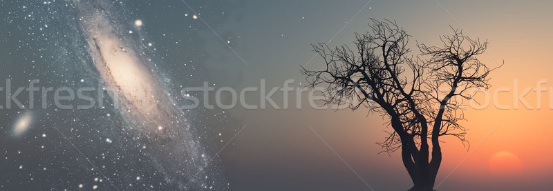Dode boom melkachtig manier hemel landschap ruimte Stockfoto © njaj