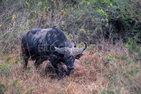 African buffalo Stock photo © njaj