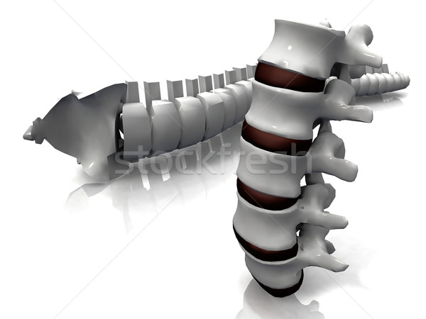 the spine and the vertebrae Stock photo © njaj