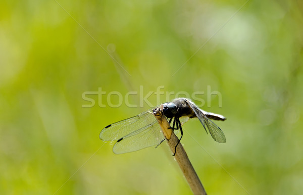 Dragonfly trawy oczy ciało skrzydełka smoka Zdjęcia stock © njaj