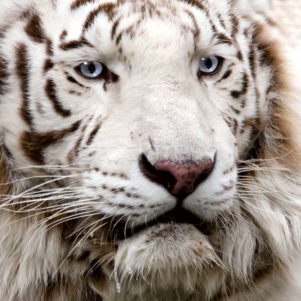 the white tiger Stock photo © njaj