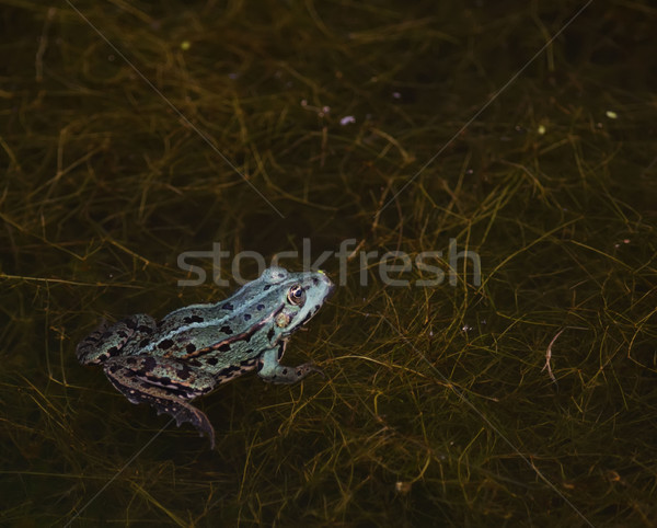 the blue frog Stock photo © njaj