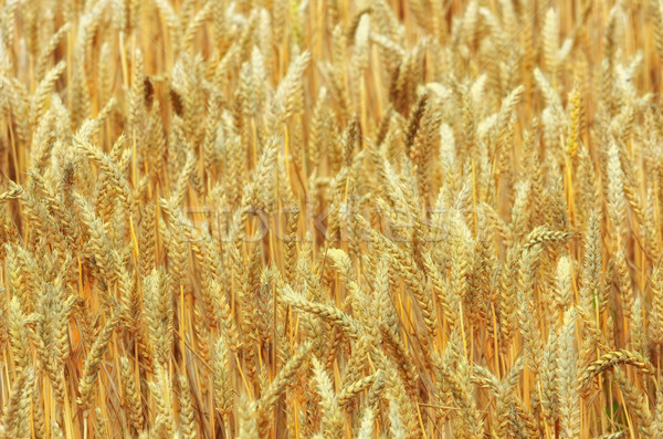 golden wheat Stock photo © njaj
